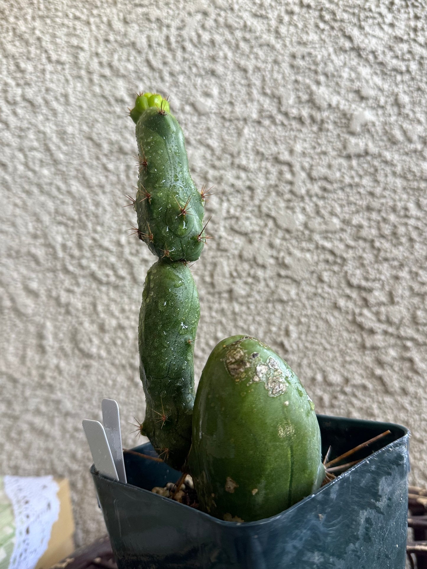 TBM “Penis Cactus"