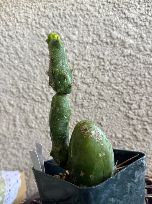 TBM “Penis Cactus"