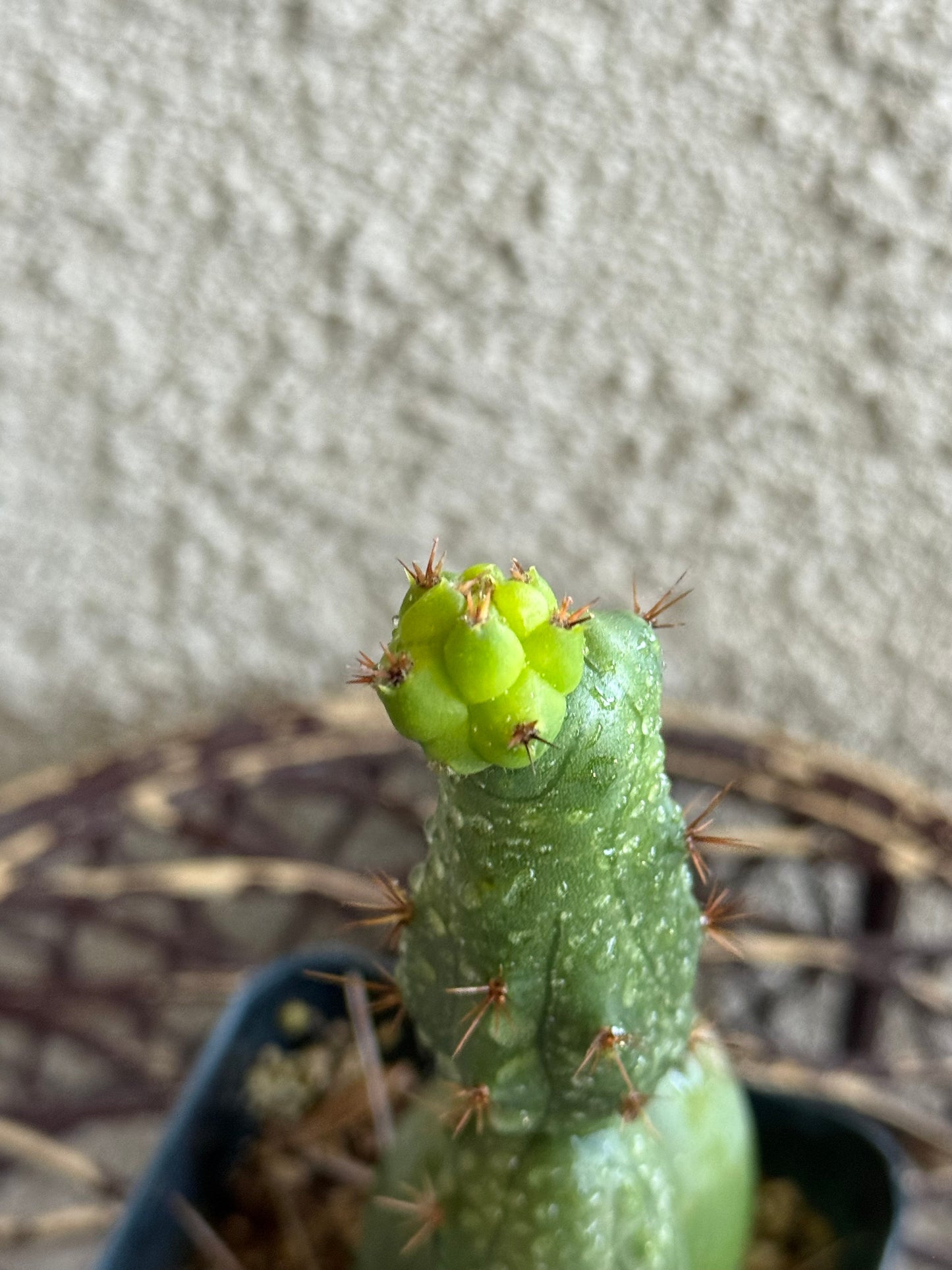TBM “Penis Cactus"