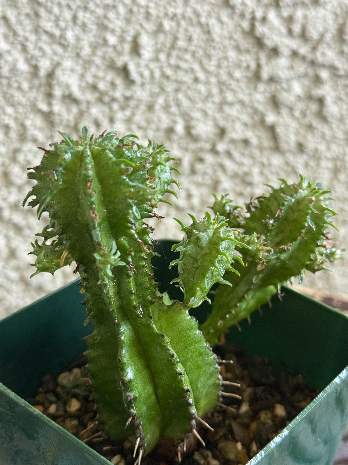 Goblin Crown Euphorbia