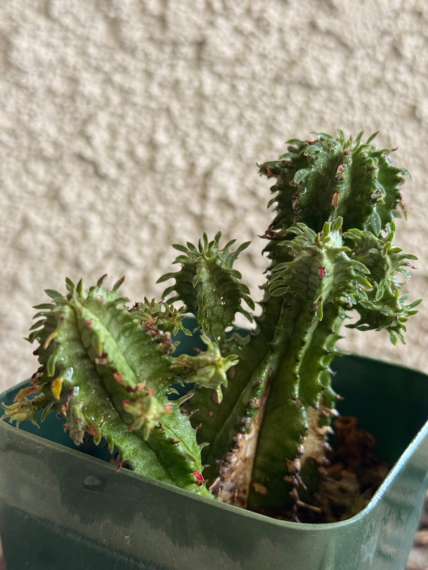 Goblin Crown Euphorbia