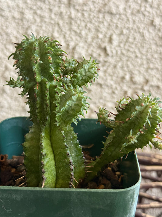 Goblin Crown Euphorbia