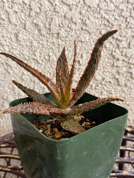 Dragon Aloe