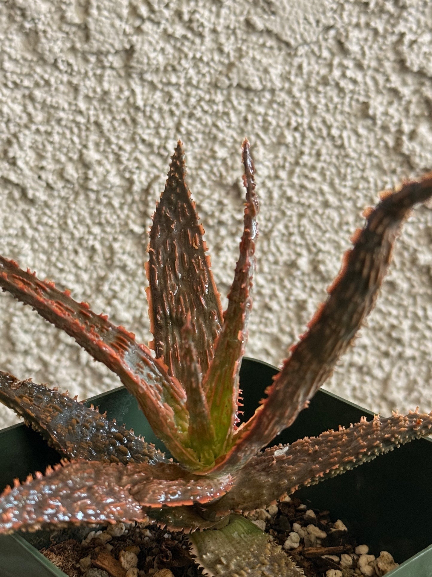 Dragon Aloe