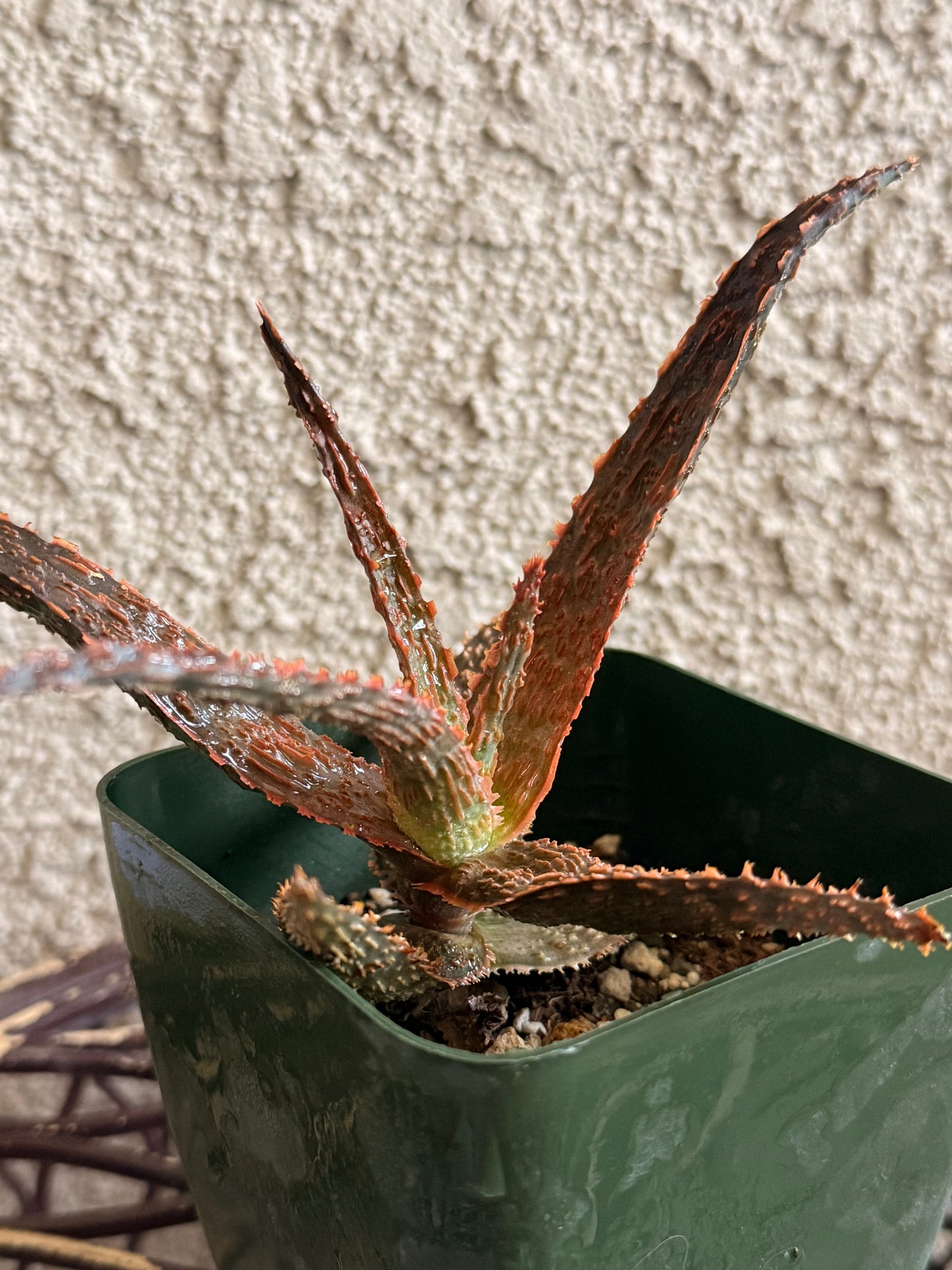 Dragon Aloe