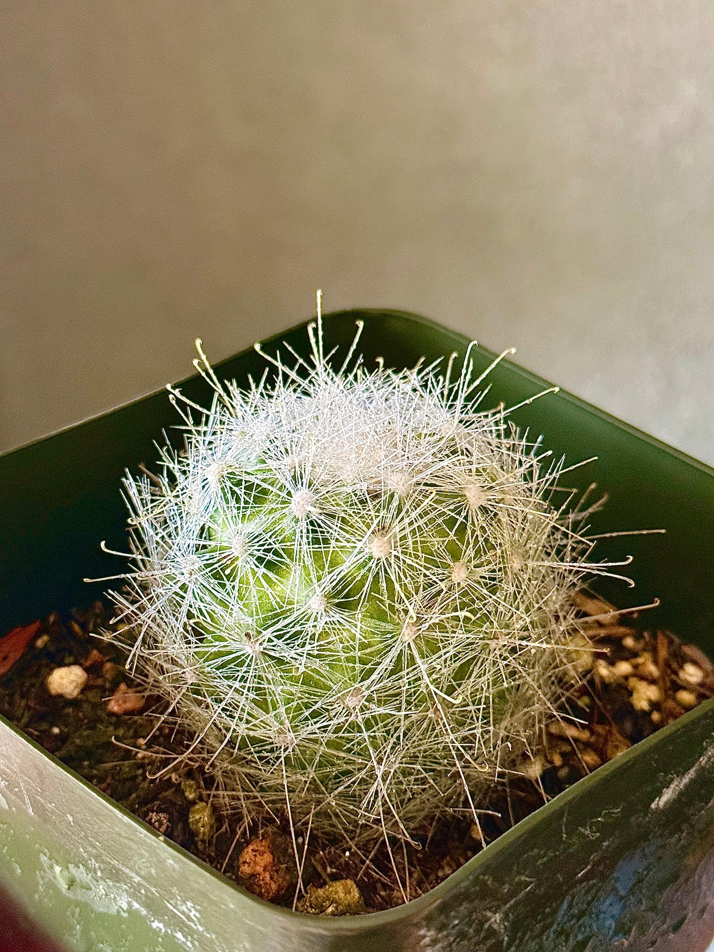Snowball Cactus