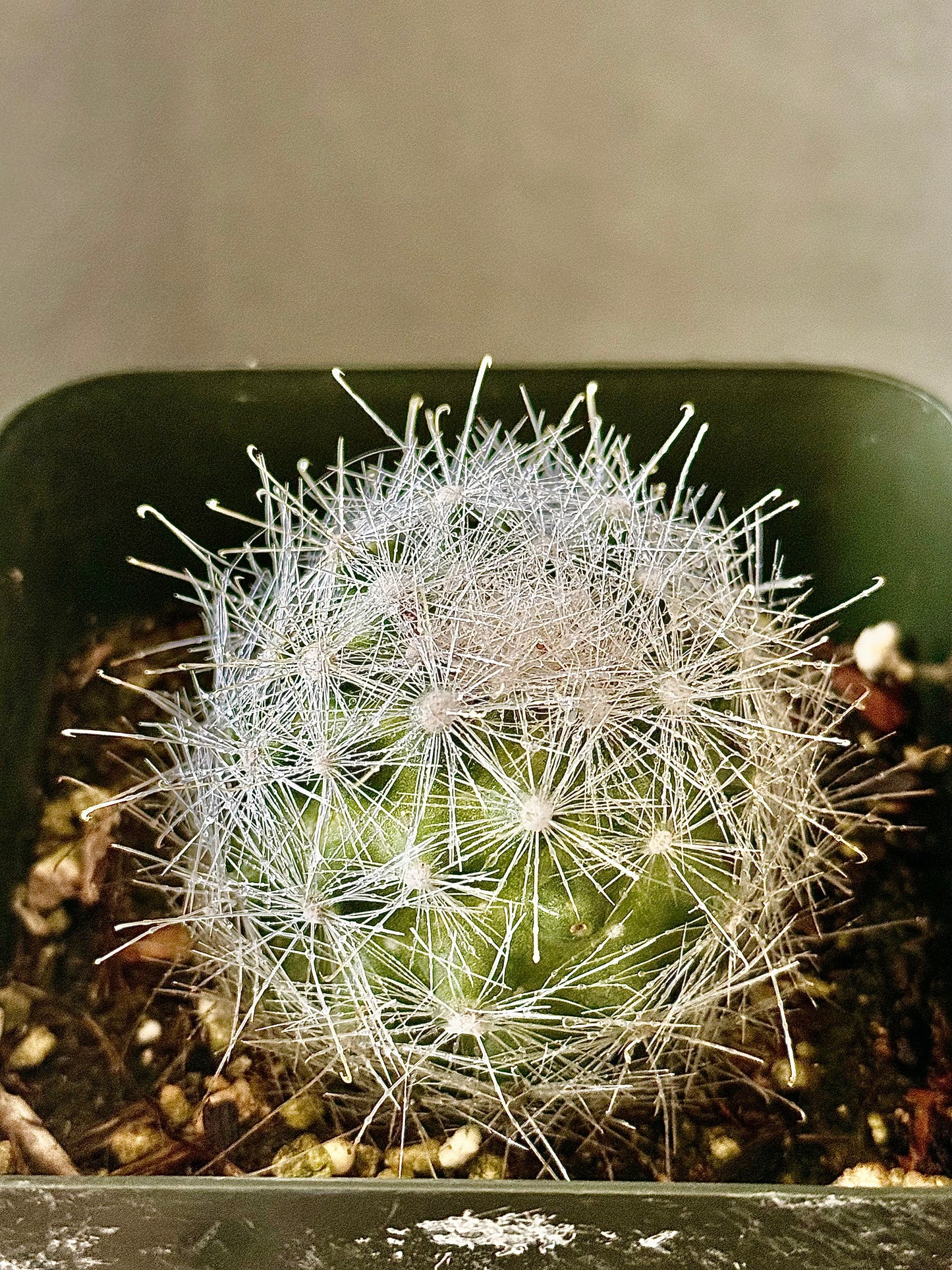 Snowball Cactus