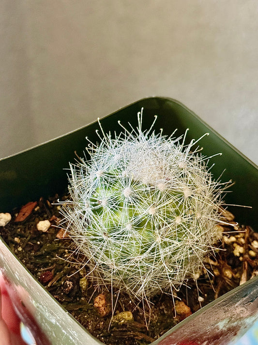 Snowball Cactus