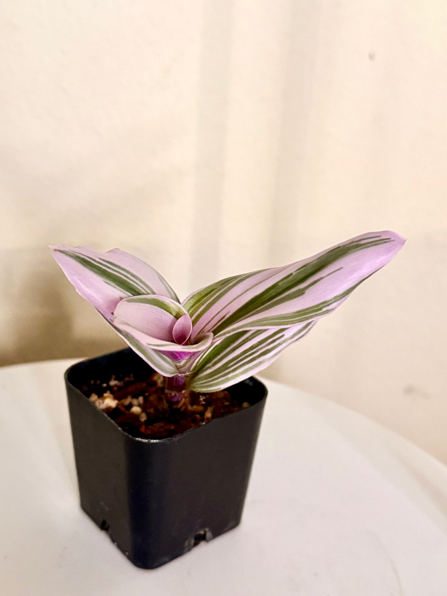 Tradescantia Nanouk Variegated