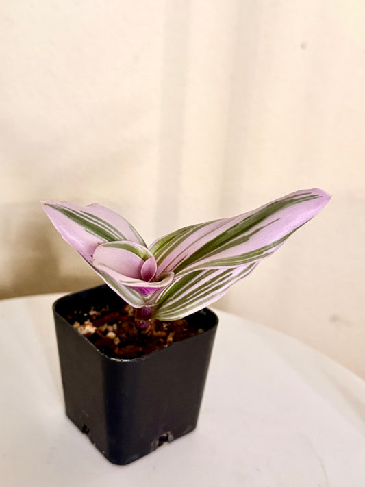 Tradescantia Nanouk Variegated