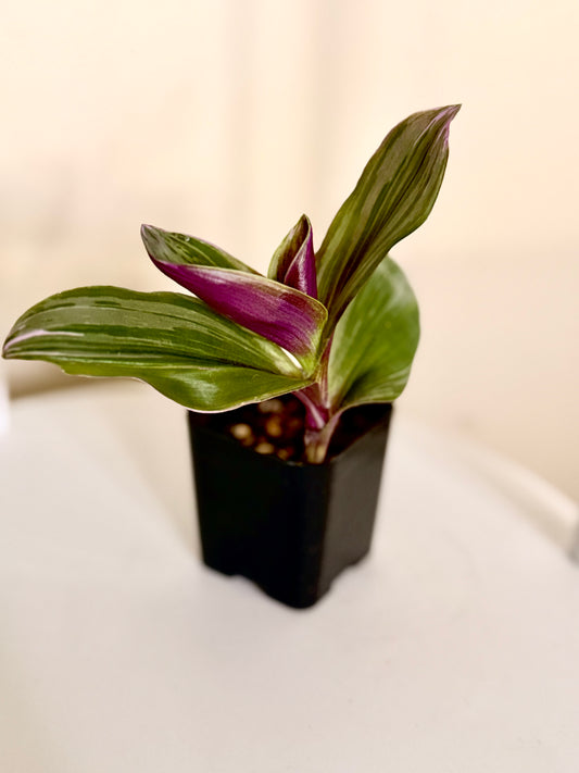 Tradescantia Zebrina