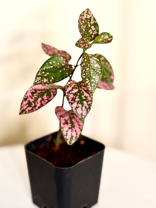 Pink Polka Dot Plant Starter