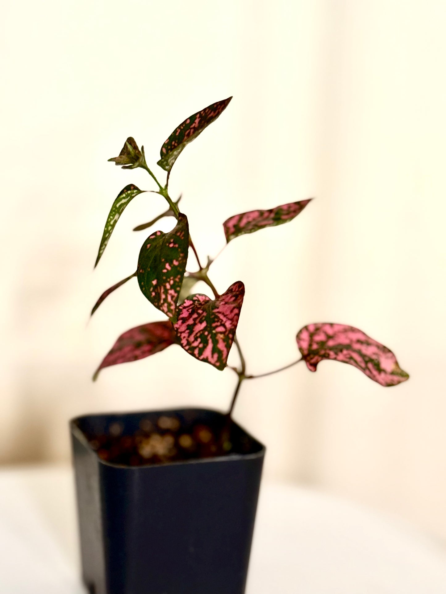 Pink Polka Dot Plant Starter
