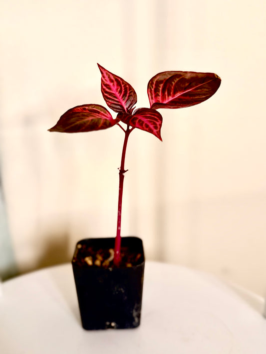 Bloodleaf Starter Plant