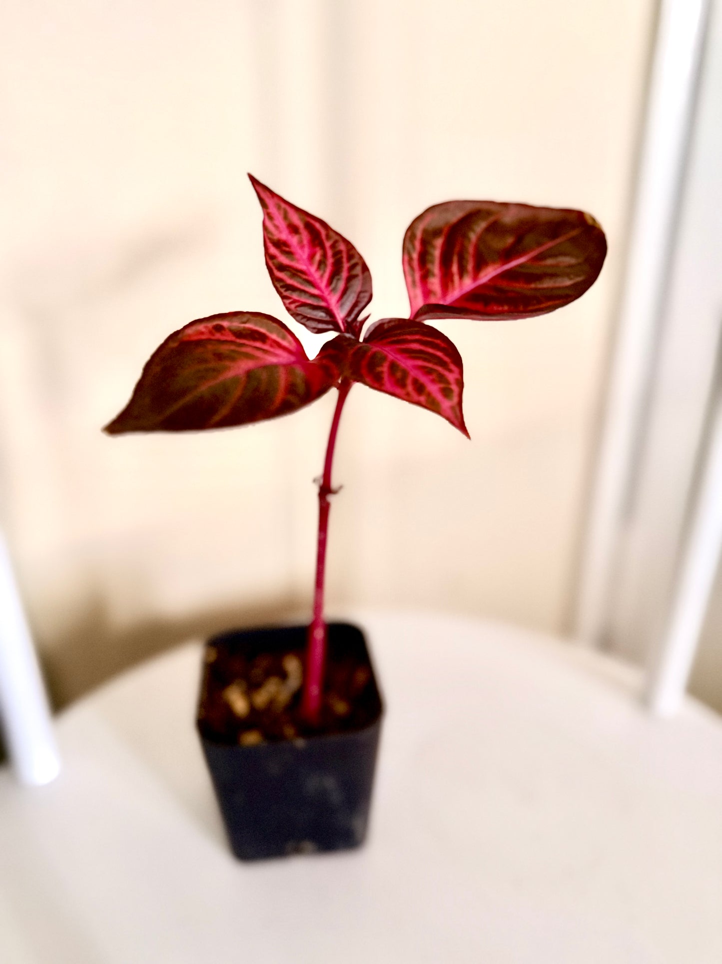 Bloodleaf Starter Plant