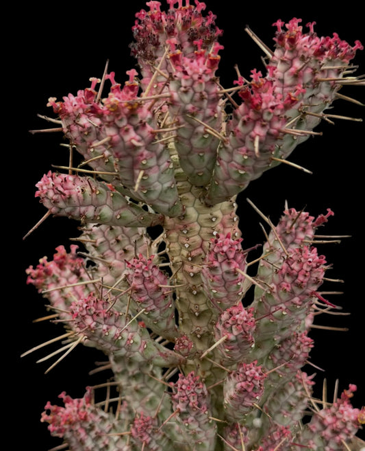 Euphorbia mammillaris 'Variegata'