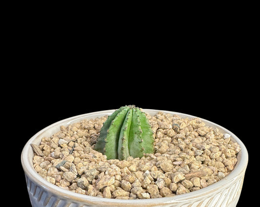 Euphorbia horrida