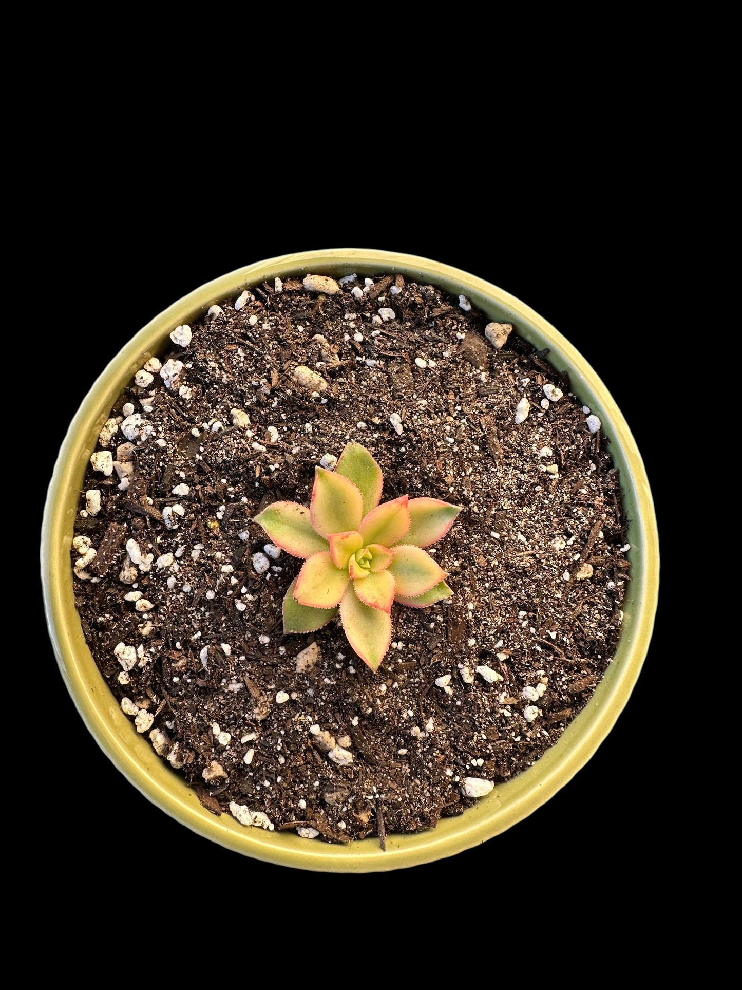 Variegated & Aeonium Percarneum