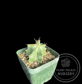 Stenocereus pruinosus