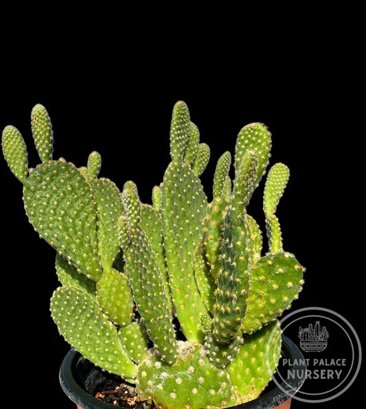 Opuntia Microdasys
