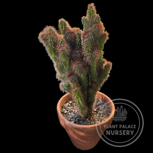 Cereus Peruvianus Monstrose 'Petra'