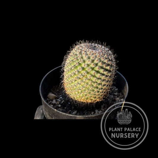 Mammillaria Huitzilopochtli